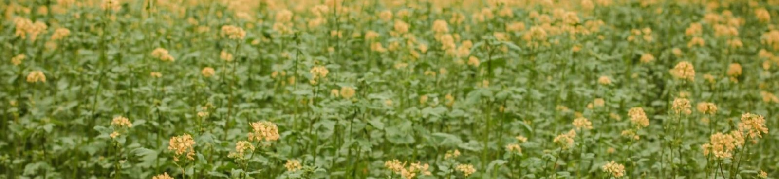 ODB_040926-1210x423