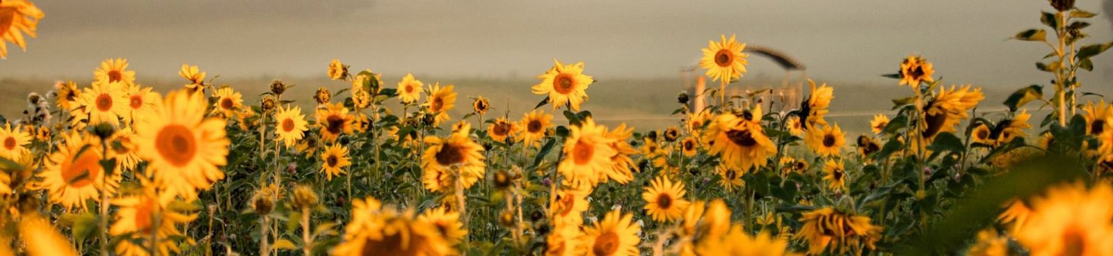 odb20251025 odb20251025